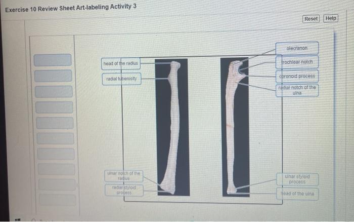 Exercise 10 review sheet art-labeling activity 3