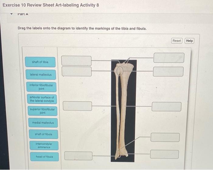 Exercise 10 review sheet art-labeling activity 3