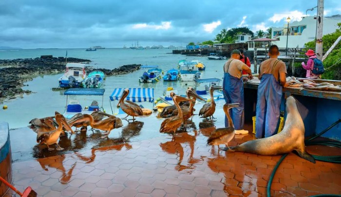 Galapagos