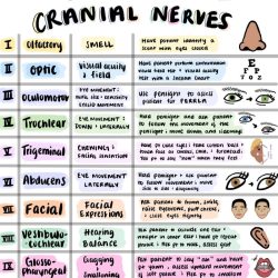 Nerve cranial nerves notes anatomy nervous ganglia eyelid neuro studying mnemonic lesions physiology basal optometry